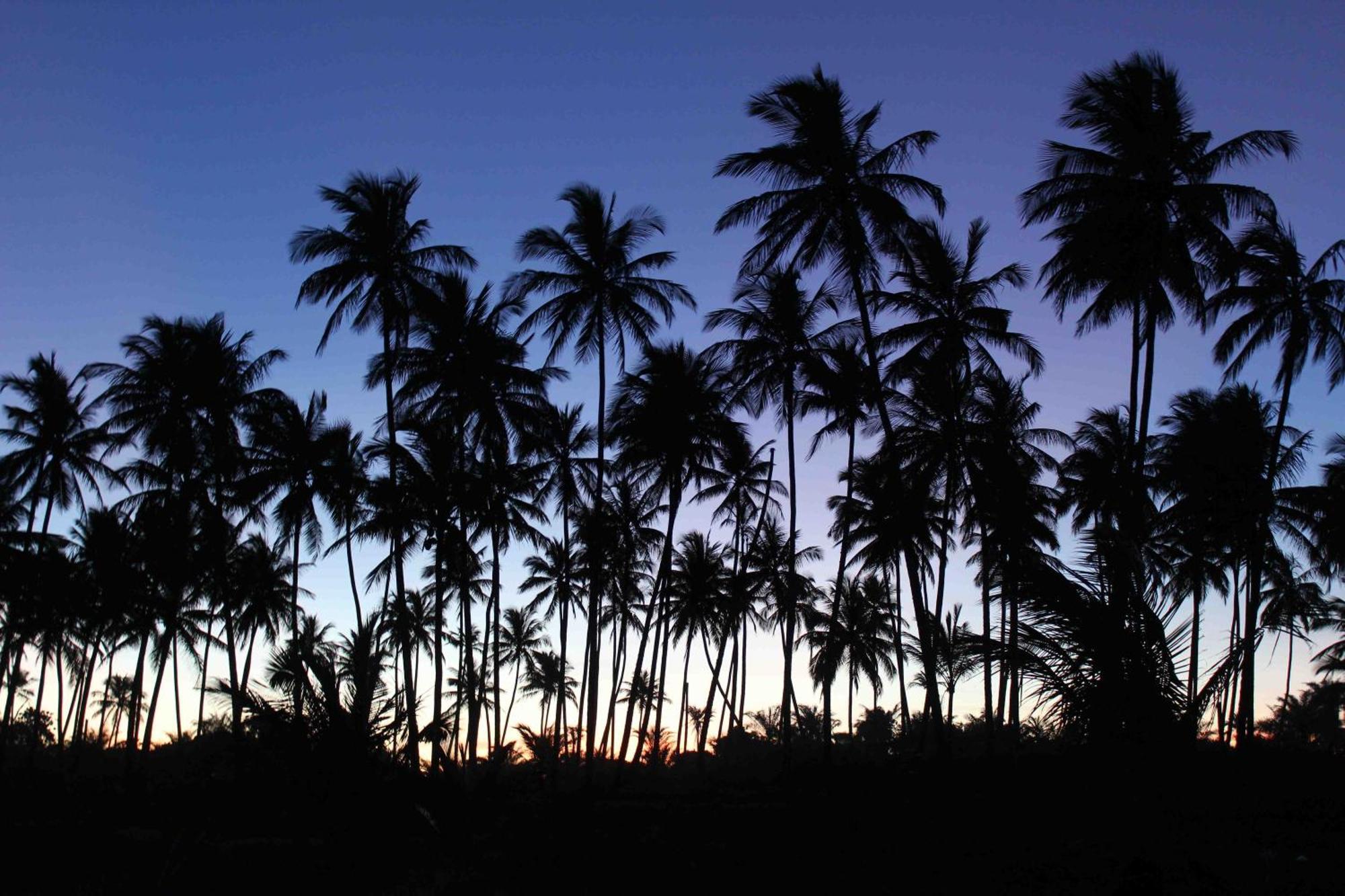 Dreamland Bungalows - Taipu De Fora - Barra Grande Barra Grande  Εξωτερικό φωτογραφία